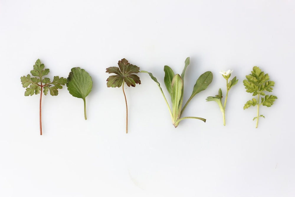 How Botanicals Influence Flavor in Your Favorite Spirits
