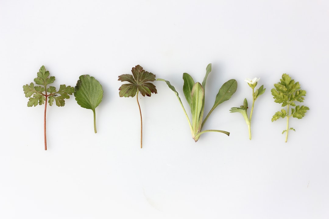 How Botanicals Influence Flavor in Your Favorite Spirits