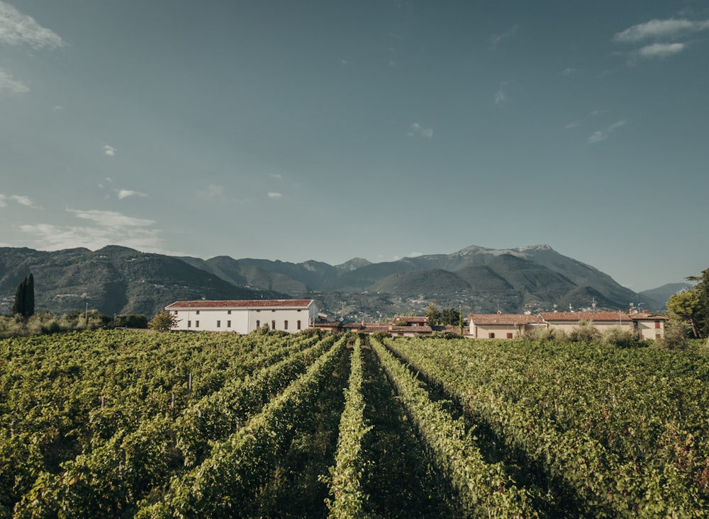 Discover the Essence of Italian Craft Gin: A Flavorful Journey Through Botanicals, Story, and Artisanal Spirit