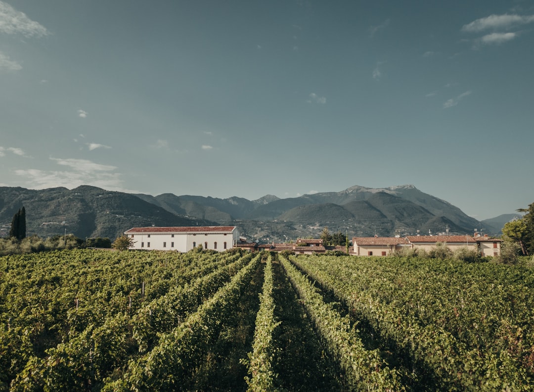 Discover the Essence of Italian Craft Gin: A Flavorful Journey Through Botanicals, Story, and Artisanal Spirit
